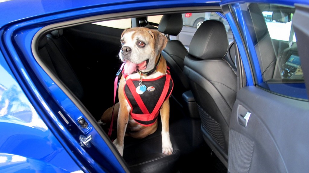 Best Cars for Pets 2014