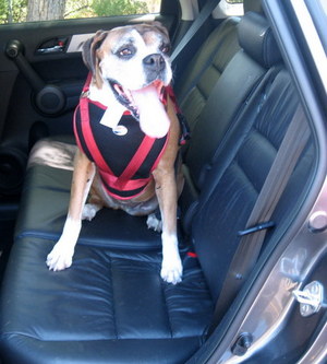 Top 5 Car Safety Devices for Pets