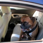 Dog Car Harness